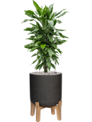 Pot rough sur pieds noire