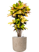 Pot rough cylinder grise