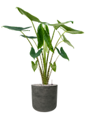 Pot rough cylinder noire