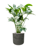 Pot rough cylinder noire