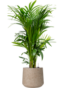 Pot rough darcy grise