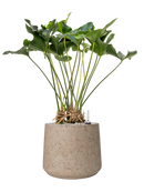 Pot rough darcy grise