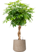 Pot rough darcy grise