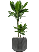 Pot wave darcy anthracite