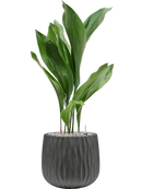 Pot wave darcy anthracite