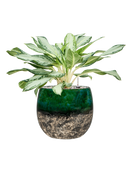 Pot lindy couple verte