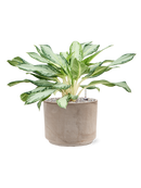 Pot terra cotta cylinder grise