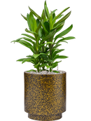 Pot lux terrazzo indoor cylinder d'or