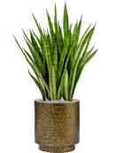 Pot lux terrazzo indoor cylinder d'or