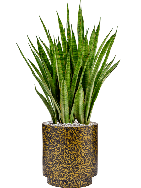 Pot lux terrazzo indoor cylinder d'or