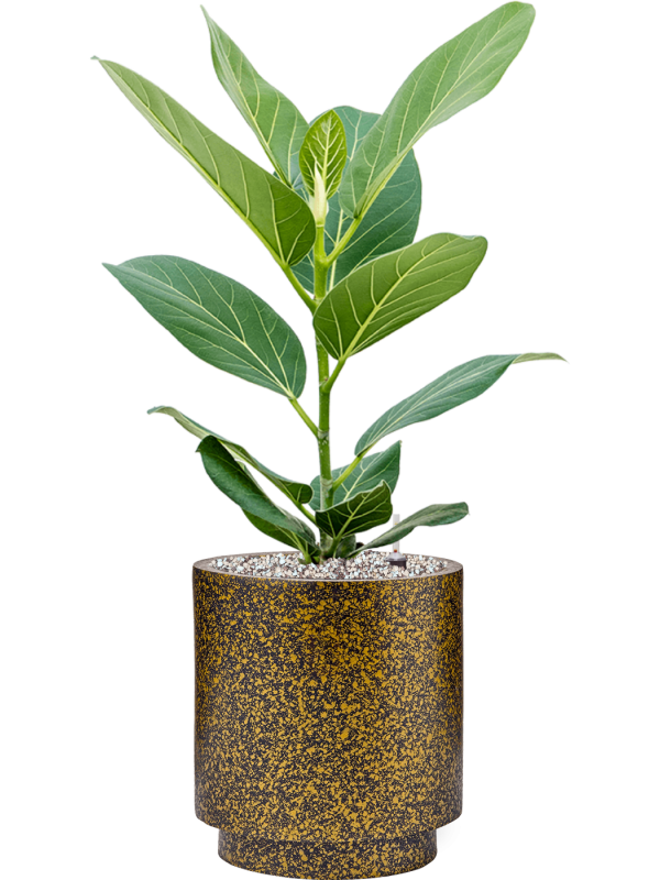 Pot lux terrazzo indoor cylinder d'or