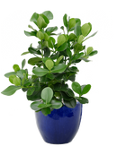 Pot plain couple bleue