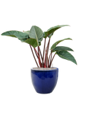 Pot plain couple bleue