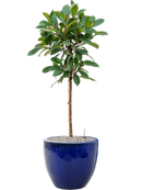 Pot plain couple bleue