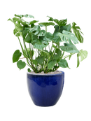 Pot plain couple bleue