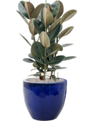 Pot plain couple bleue