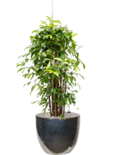 Pot plain couple multicolore