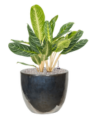Pot plain couple multicolore