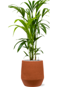 Pot humus darcy orange