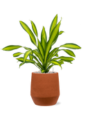 Pot humus darcy orange