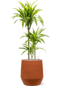 Pot humus darcy orange