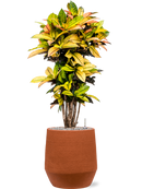 Pot humus darcy orange