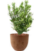 Ilex crenata 'Dark Green' en Artstone