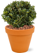 Ilex crenata 'Dark Green' en Terra Cotta