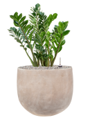 Pot terra cotta couple marron