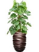 Pot gradient partner marron