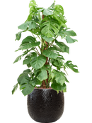 Pot marly couple noire