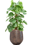 Pot opus emperor d'or