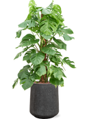 Pot raindrop darcy anthracite