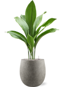 Pot grigio emperor grise