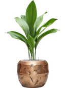 Pot opus couple d'or