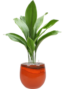 Pot charlotte couple orange