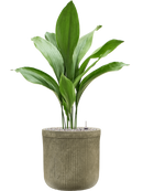 Pot vertical rib cylinder verte