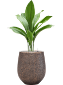 Pot opus emperor d'or