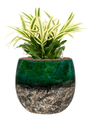 Pot lindy couple verte