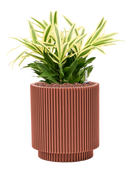 Pot nature groove special cylinder rouge