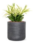 Pot angle cylinder anthracite