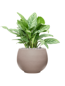 Pot rotunda globe grise