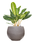 Pot rotunda couple anthracite