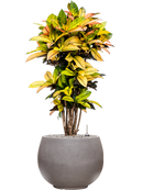 Pot rotunda couple anthracite