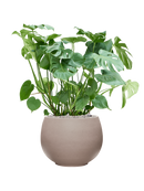 Pot rotunda globe grise