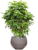 Pot rotunda couple anthracite