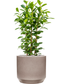 Pot rotunda darcy grise
