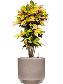 Pot rotunda darcy grise