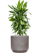 Pot rotunda darcy grise