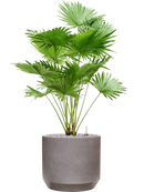 Pot rotunda darcy grise